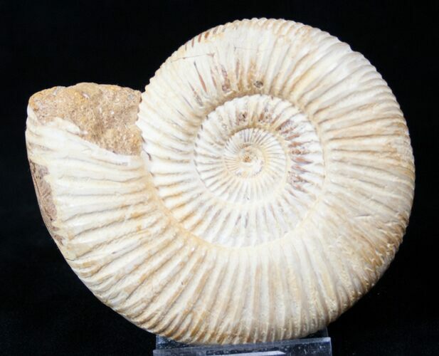 Perisphinctes Ammonite - Jurassic #16537